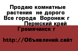 Продаю комнатные растения  не дорого - Все города, Воронеж г.  »    . Пермский край,Гремячинск г.